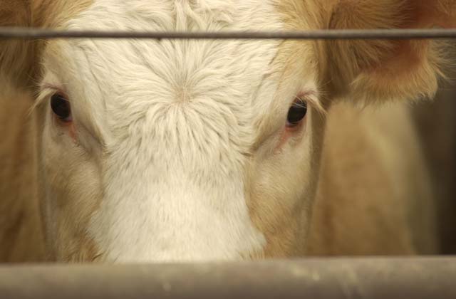 An Idaho law made "interference with agricultural production" a crime. Anyone convicted of videotaping animal abuse or safety violations without getting the owner&#039;s permission first could face a year in jail. (DTN/The Progressive Farmer file photo)